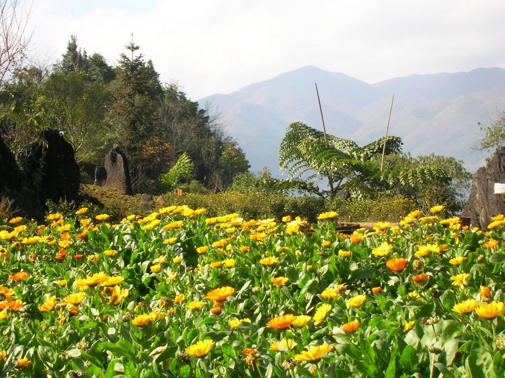 Beautiful flowers from a visit to Sapa, Viet Nam